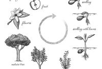 Life cycle of a flowering plant