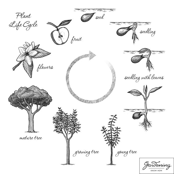 Life cycle of a flowering plant