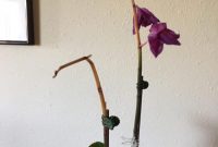 Orchid drooping