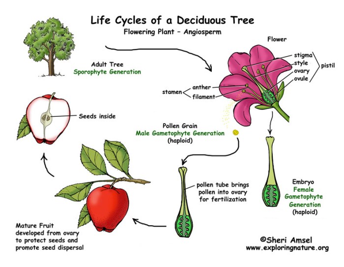 Life cycle of a flowering plant